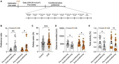 Skin epidermal keratinocyte p53 induces food uptake upon UV exposure